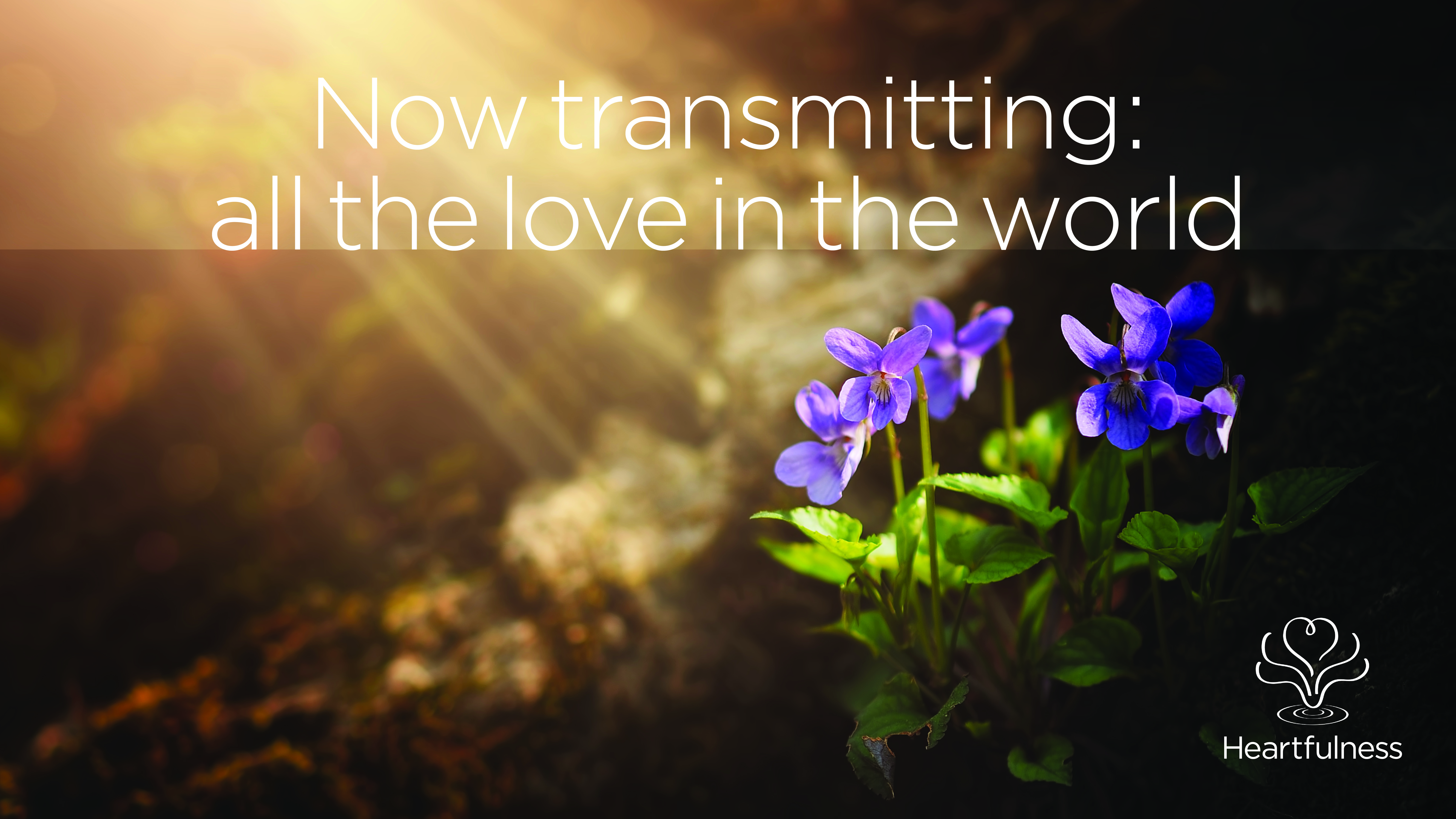 Heartfulness Now transmitting all the love in the world